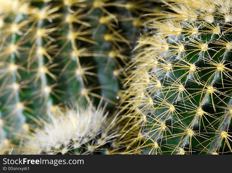 Cactus Closeup