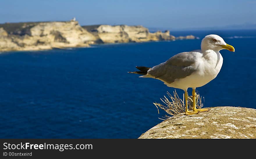 A seagull and the sea scenery