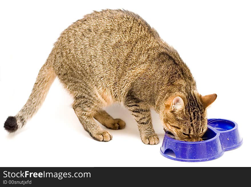 A cat eats from a dark blue bowl on a white background