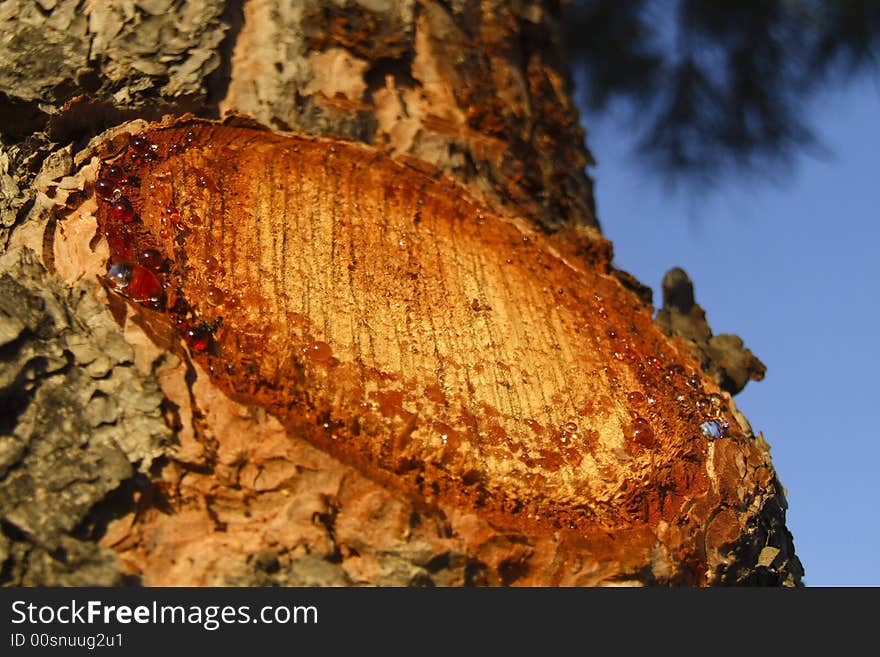 A Sweating Pine