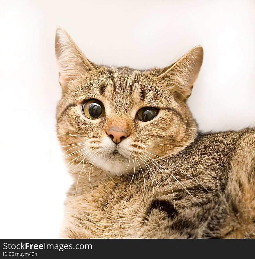 Beautiful cat on a white background