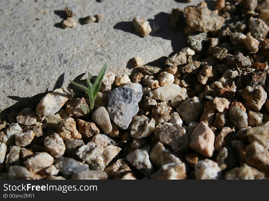 A small leaf growin among a harsh surrounding. A small leaf growin among a harsh surrounding.