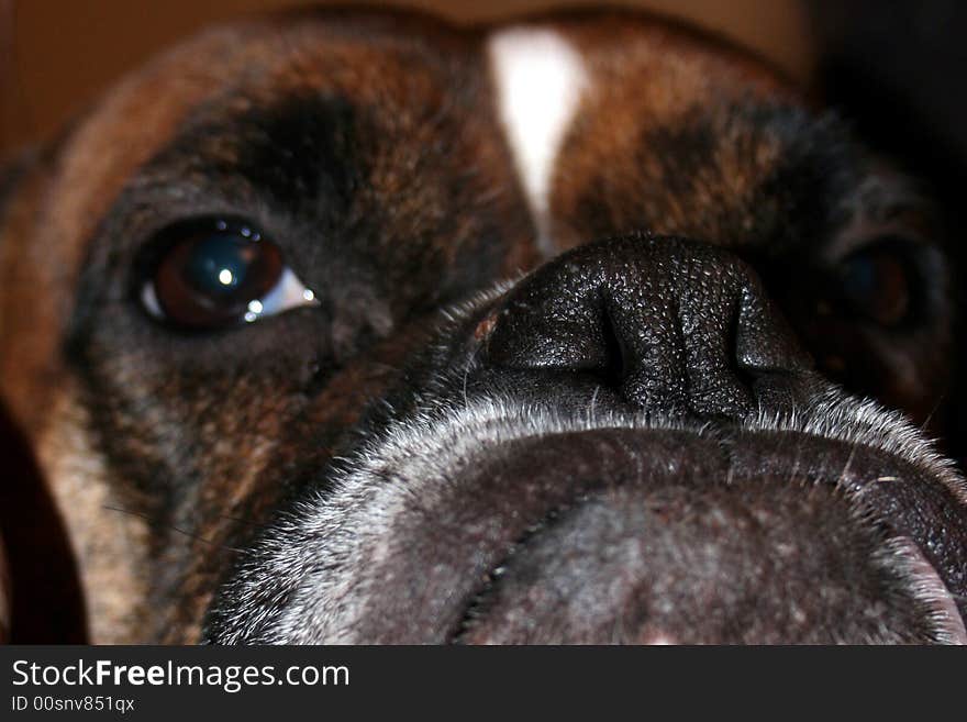 Snout of my dog Boxer