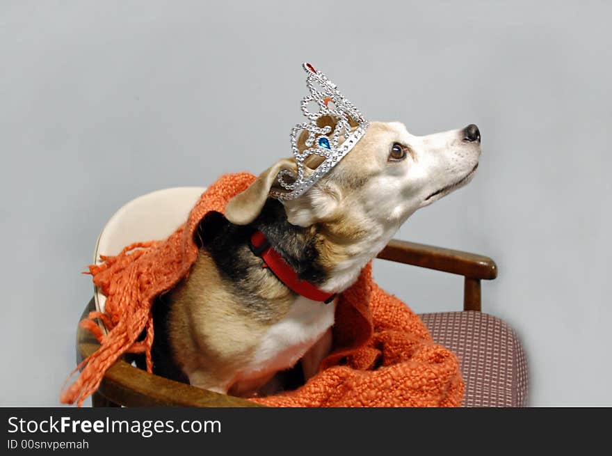 A beagle sits up in chair in regal fashion sporting a tiara. A beagle sits up in chair in regal fashion sporting a tiara.