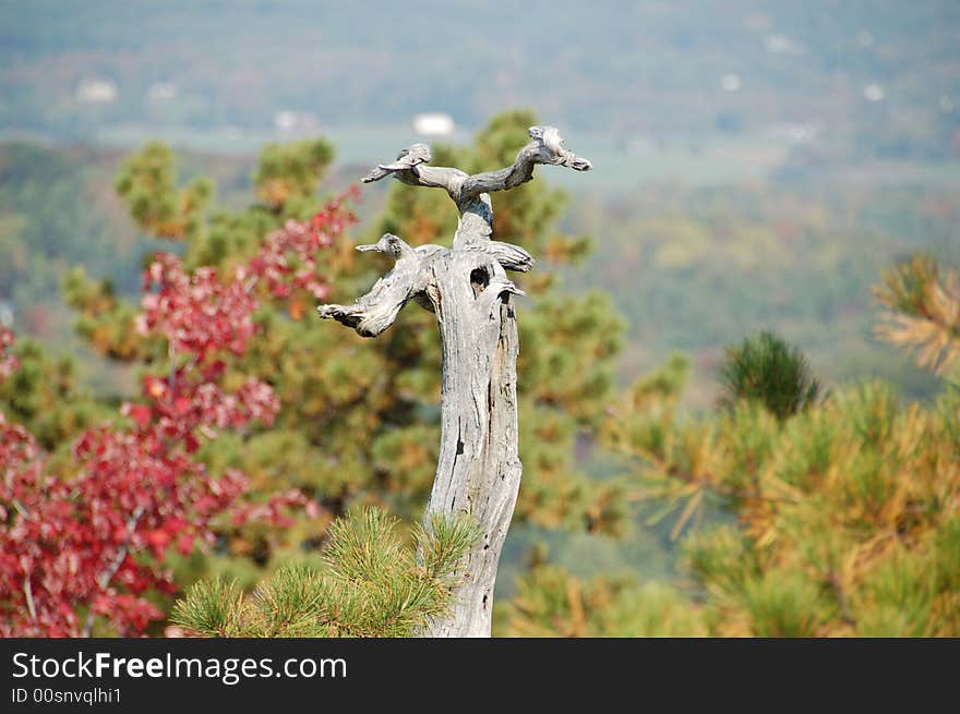 This was a yellow pine tree that die off and it over looks the valley below