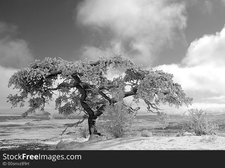 Old Pinion Tree on edge of Mountain top in the snow