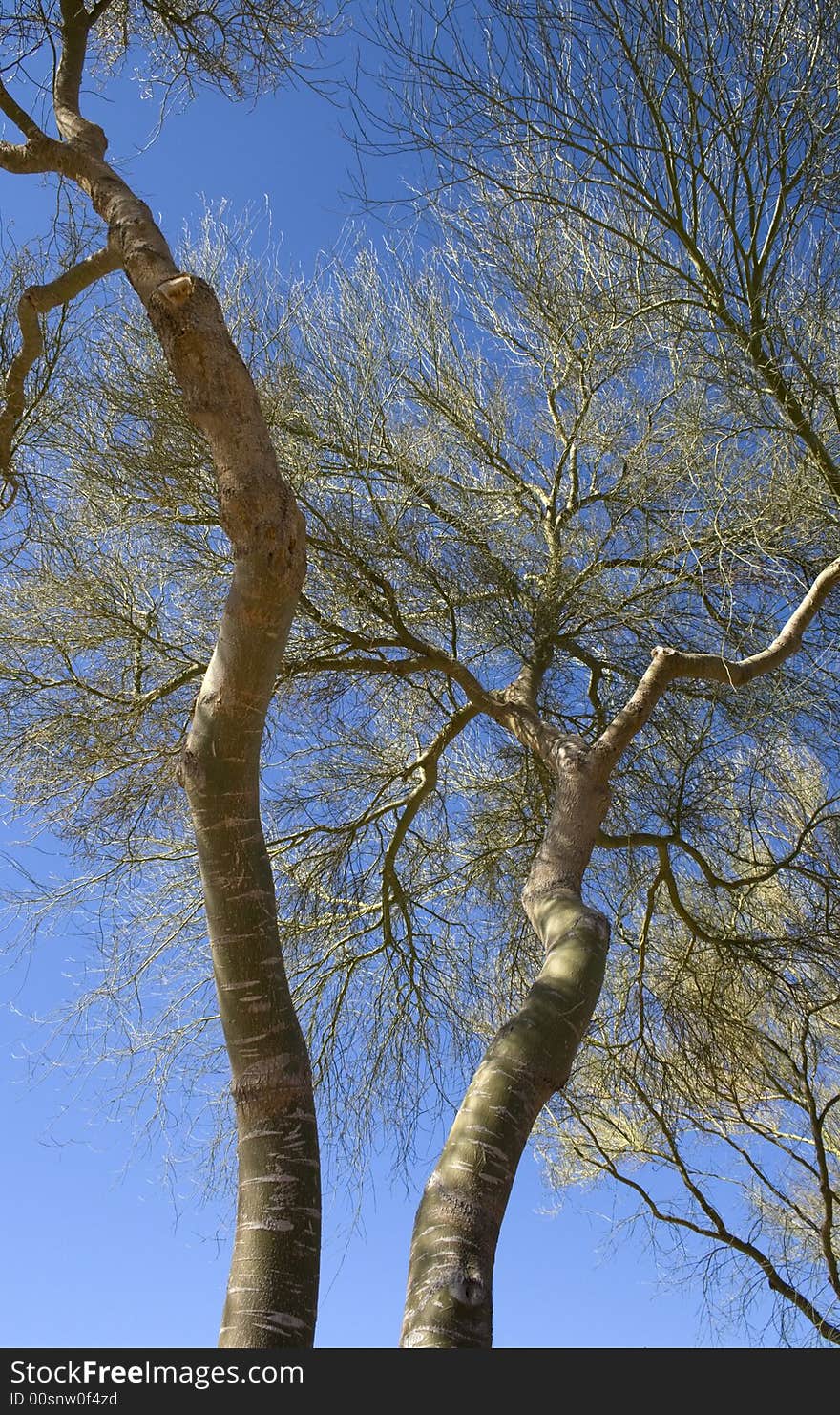 A tree two are looking pretty tangly on a clear day sky. A tree two are looking pretty tangly on a clear day sky.