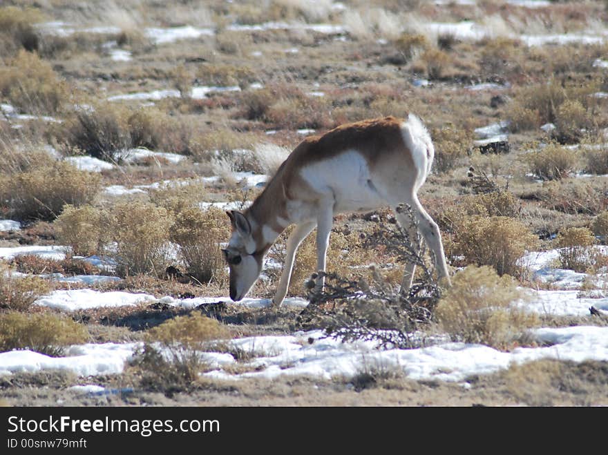 Young Antelope