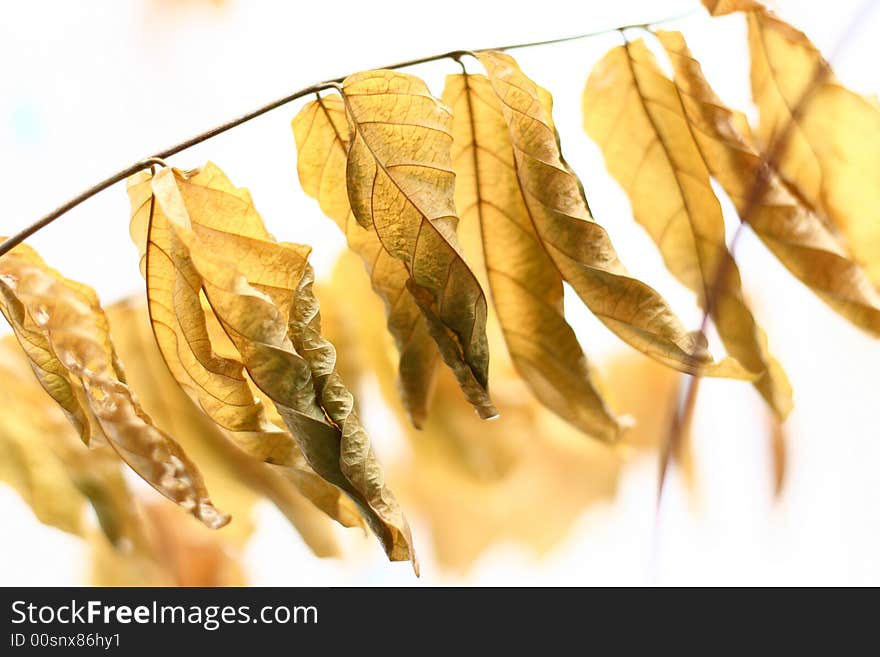 This is a picture of golden leaf. i take it on backlighting.