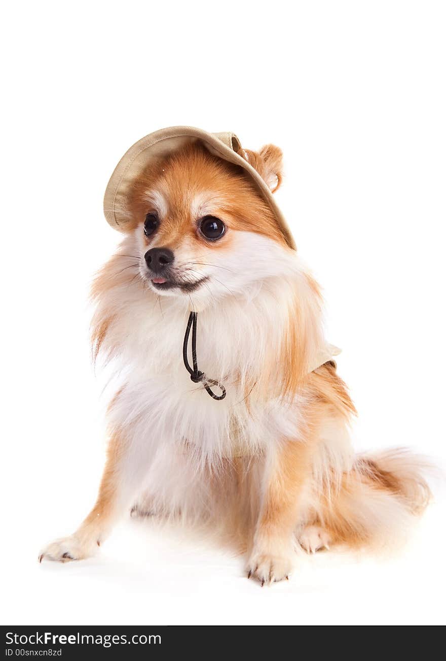 Portrait of a fluffy Pomeranian Puppy in her hat.  Isolated on white. Portrait of a fluffy Pomeranian Puppy in her hat.  Isolated on white.