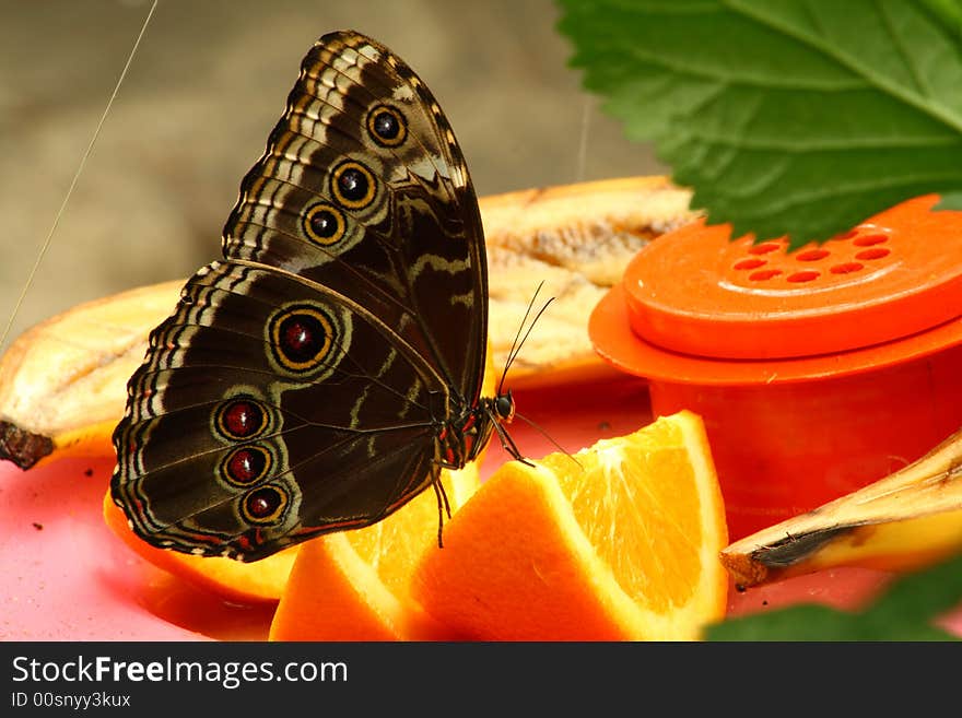 Close up of a buckeye butterfly resting on an orange