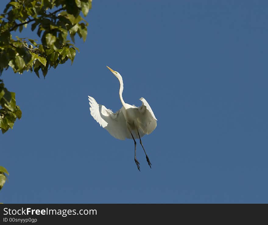 Egret Landing