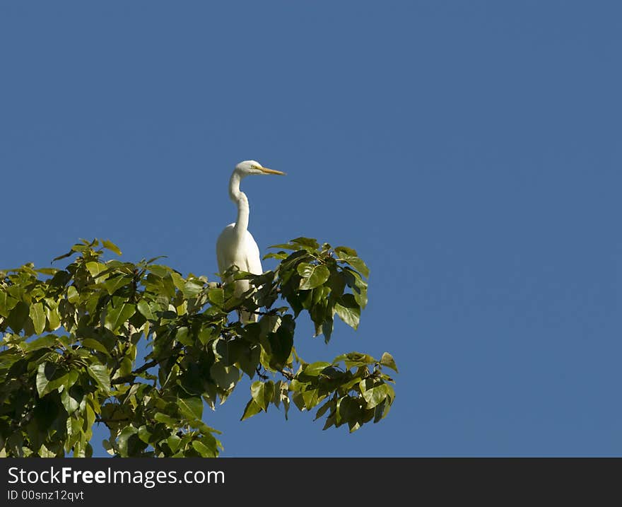 Egret perched