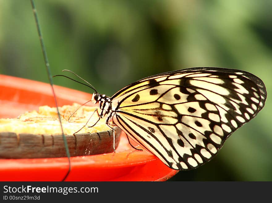 Tree Nymph butterfly resting on a feeder