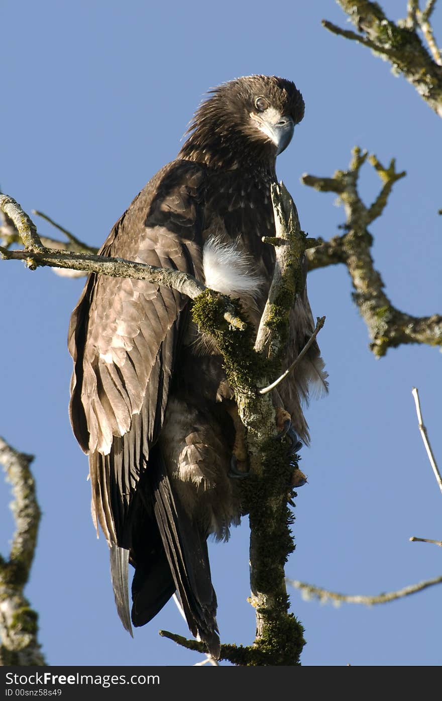 Juvenile Bald Eagle