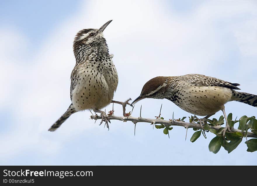 Two desert birds in mating ritual. Two desert birds in mating ritual