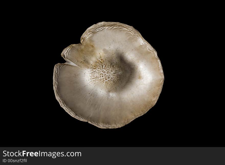 Large mushroom on black background