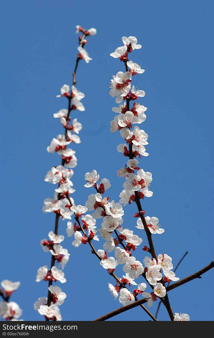 Umbria, Perugia, The flower of spring. Umbria, Perugia, The flower of spring