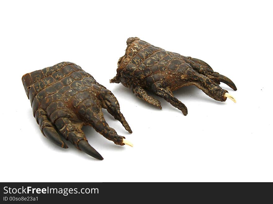 Crocodile claws