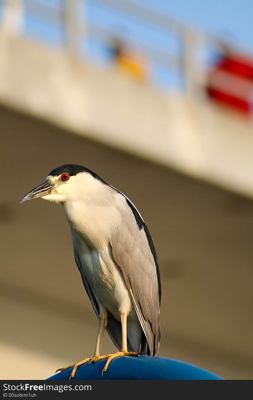 Black Crowned Night Heron.  Jacksonville, Florida.