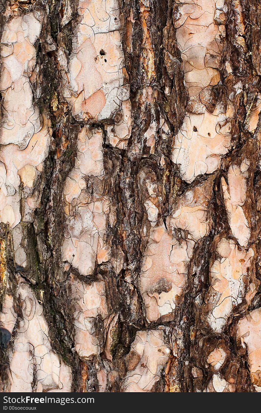 Bark of old tree (oak). Bark of old tree (oak).