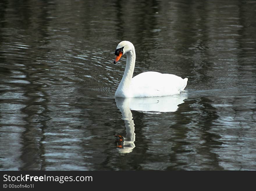 White swan swimming in a lake