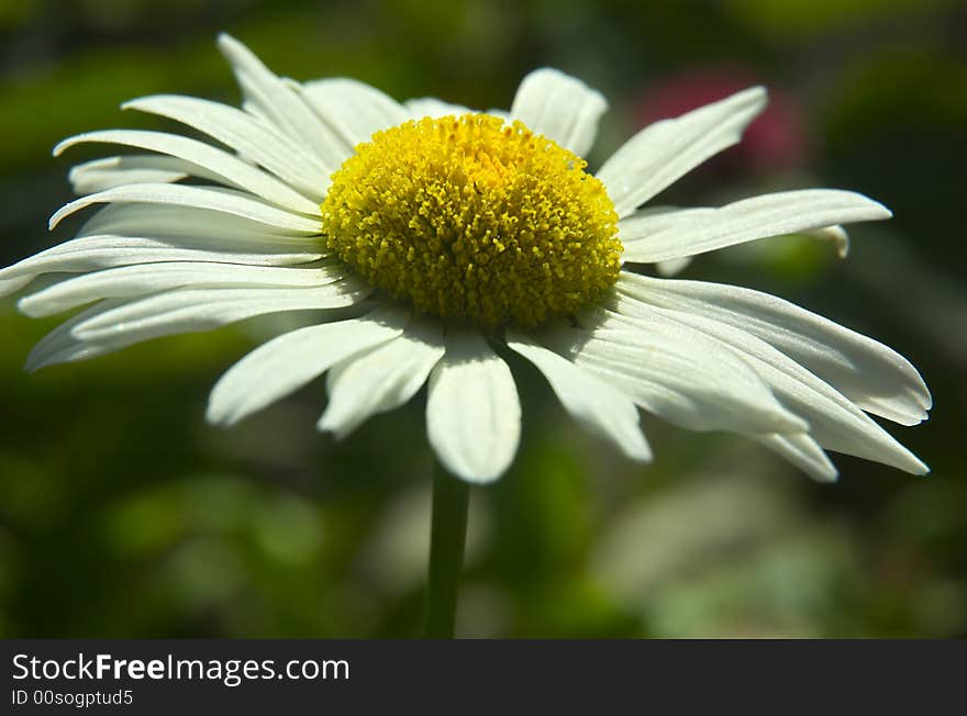 Flower of a camomile close up