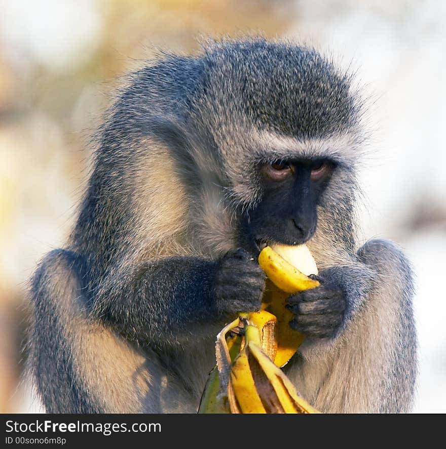 A velvet monkey eating banana