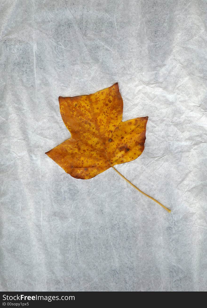 Autumn leaf on charcoal background