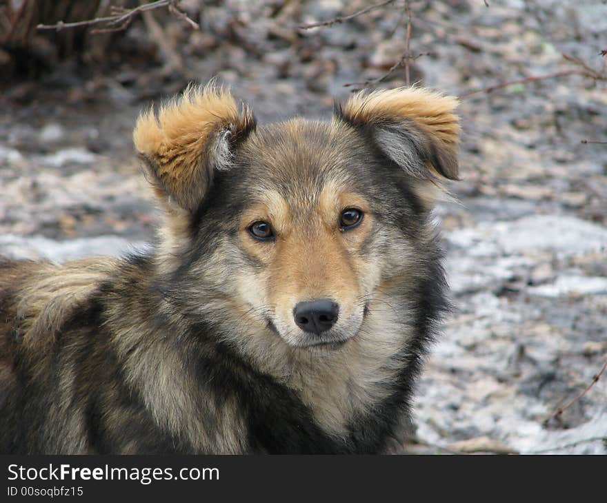 Portrait of a dog in the spring on the nature