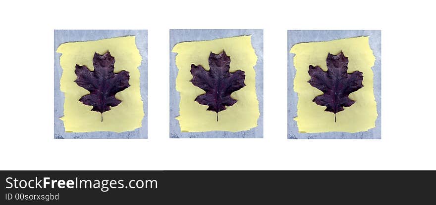 Autumn leaves on charcoal background