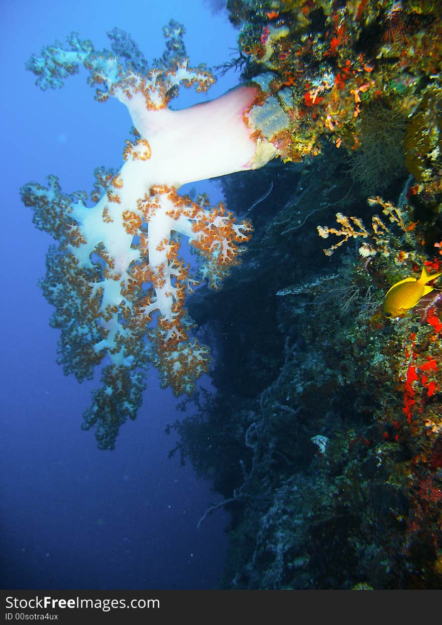 Underwater view of a pristine tropical reef with brilliantly colored hard and soft corals. Underwater view of a pristine tropical reef with brilliantly colored hard and soft corals