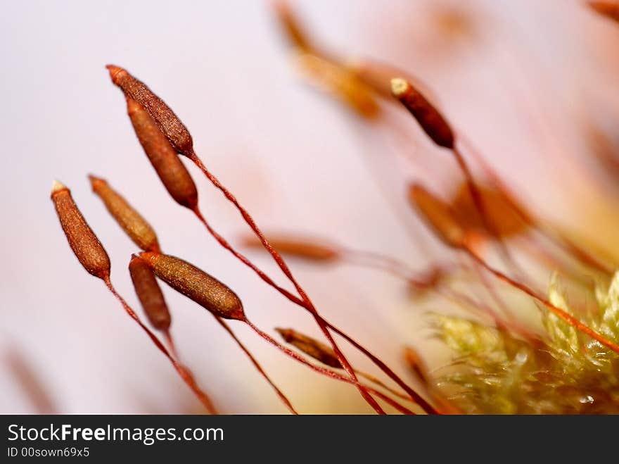 A lot of grass with blur background