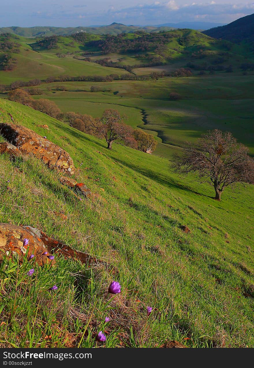 Wildflowers on a green hillside at Round Valley, Calif. Wildflowers on a green hillside at Round Valley, Calif.