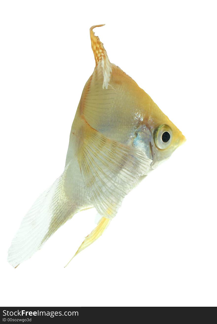 Angelfish (gold) - Isolated