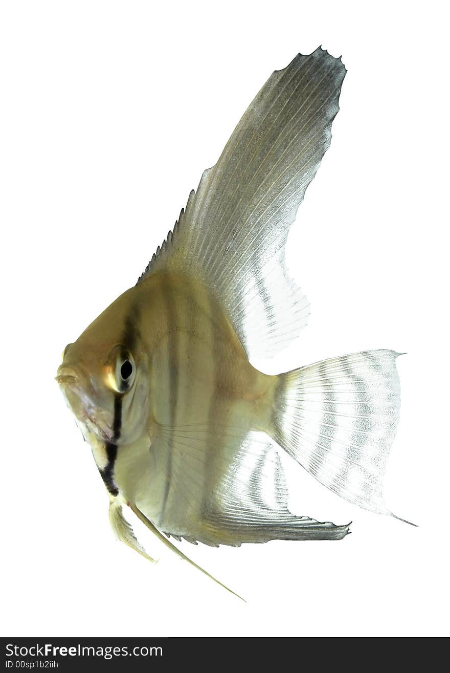 Angelfish (Pterophyllum Scalare)