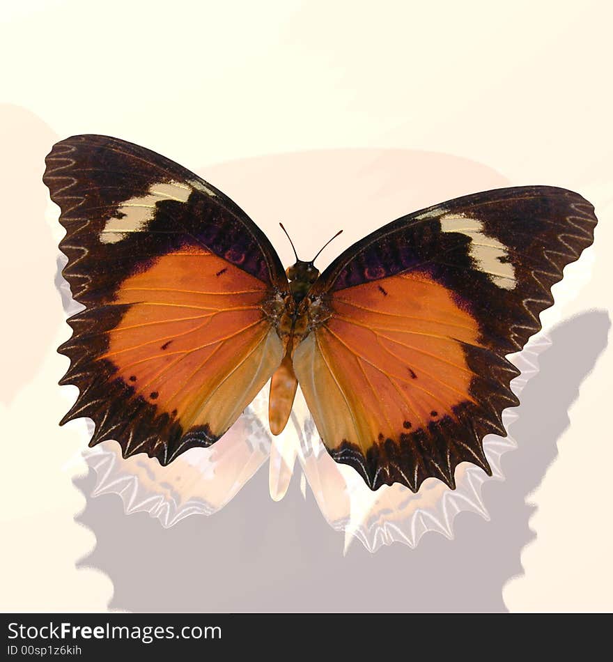 Rendered image of a beautiful butterfly - with Clipping Path. Rendered image of a beautiful butterfly - with Clipping Path