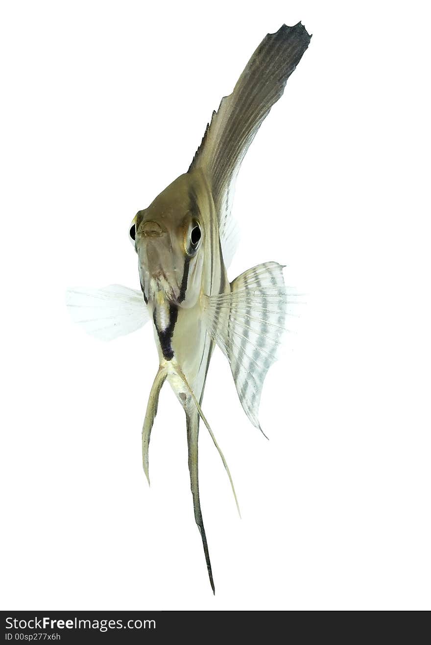 Aquarium fish on white background. Aquarium fish on white background