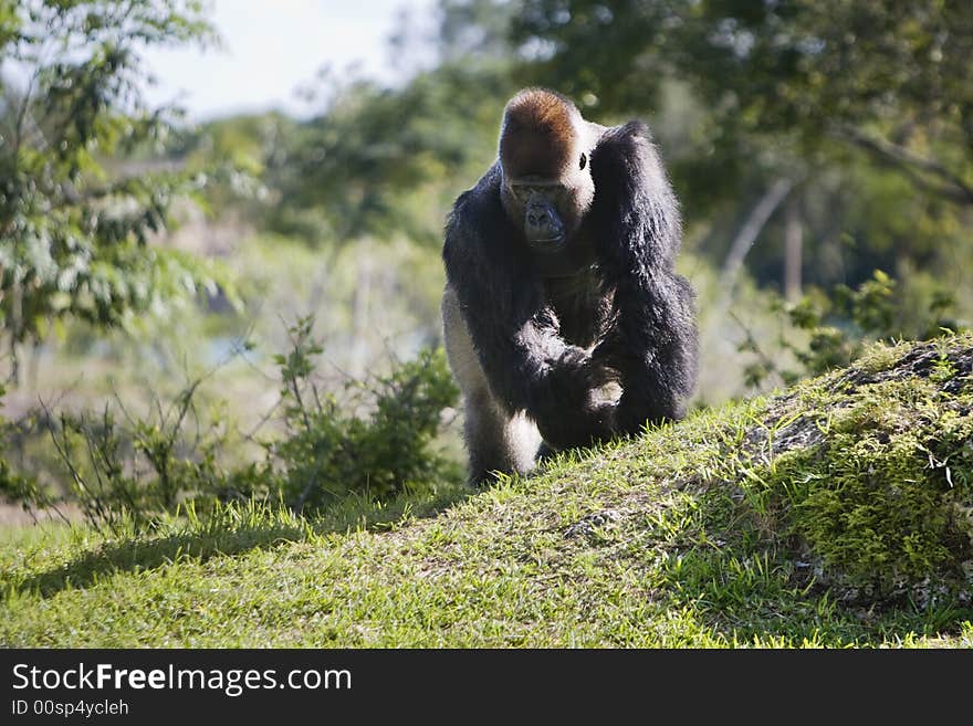 Gorilla in the wild