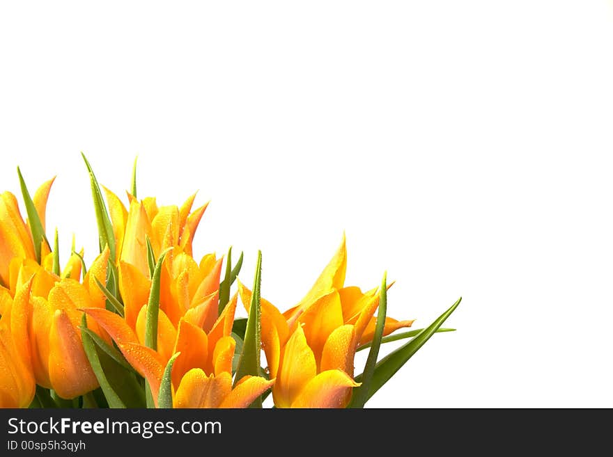 Orange Tulips isolated on white.