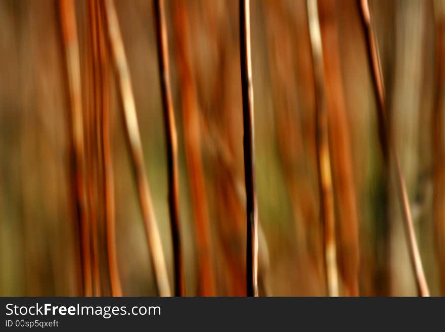 Brown and orange stems in wood. Brown and orange stems in wood