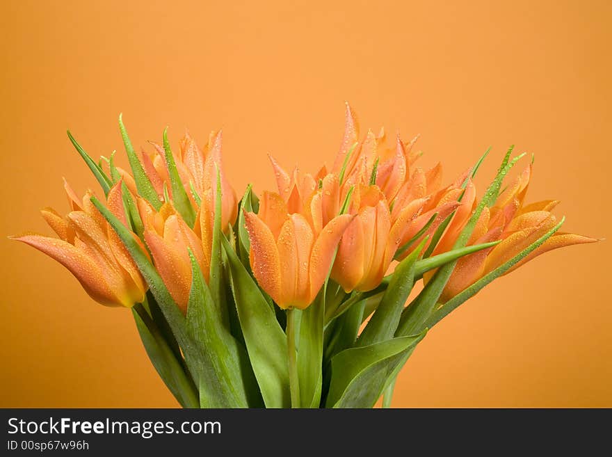 Orange tulips on orange background. Orange tulips on orange background