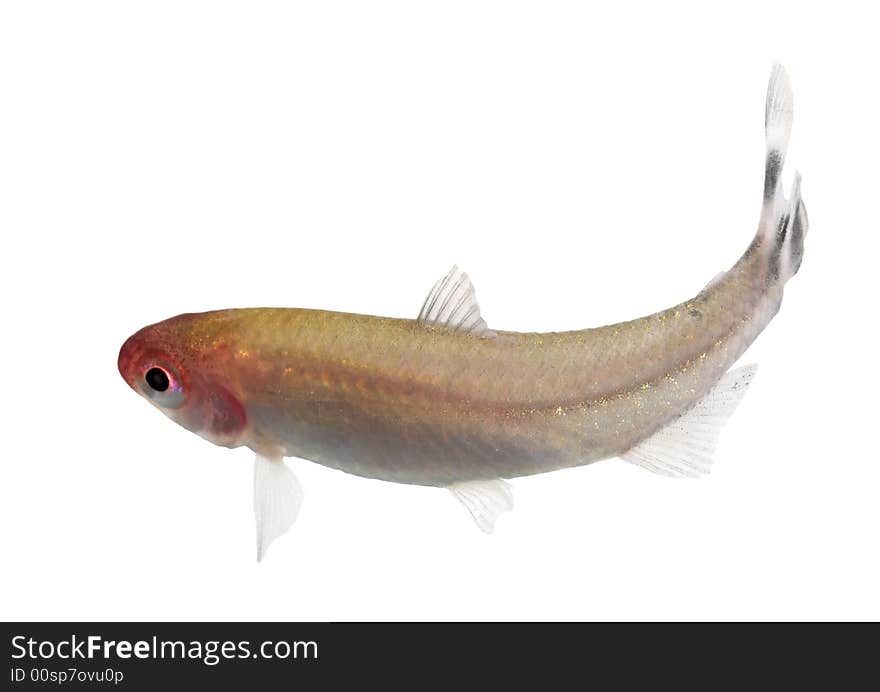 False Rummynose Tetra (Petitella Georgiae)