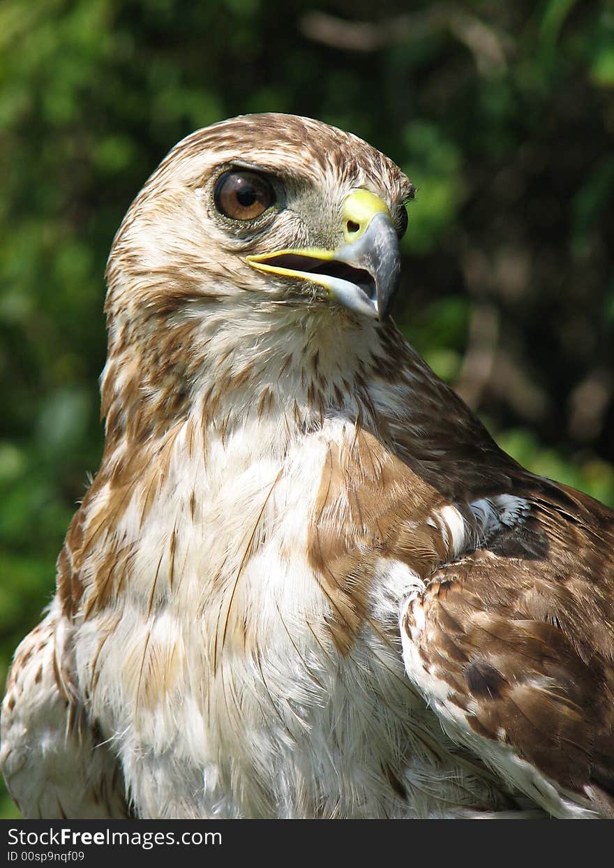 Close up view of a falcon looking right at the camera while perched. Close up view of a falcon looking right at the camera while perched