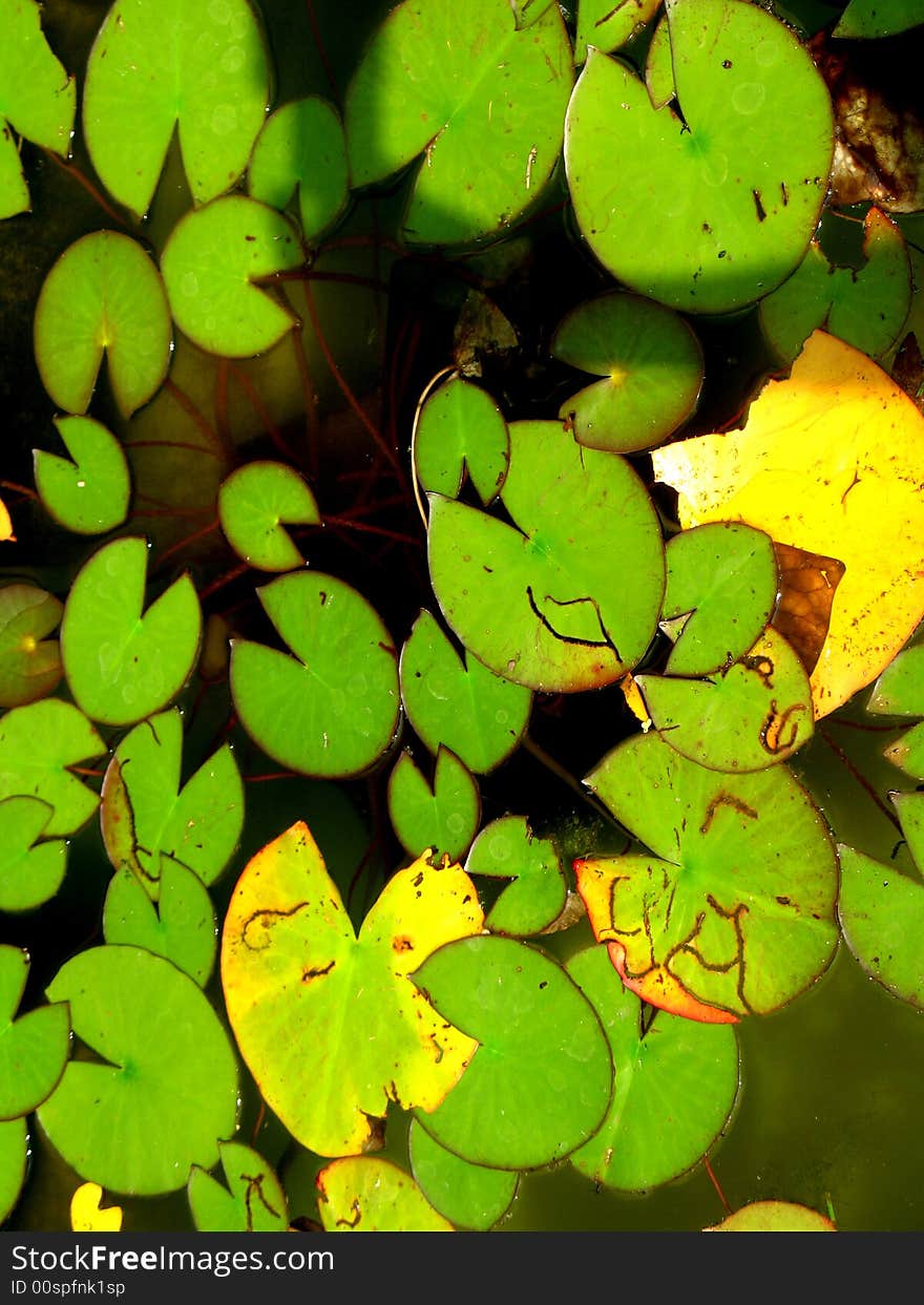 Abstract shot of Leaves of a water lily floating on the surface. Abstract shot of Leaves of a water lily floating on the surface