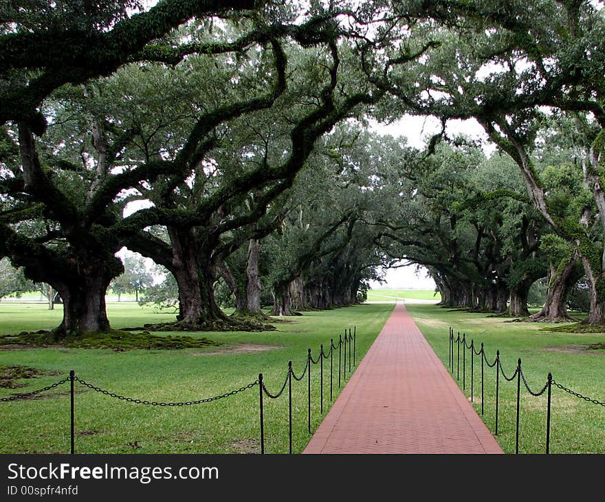 Red brick pathway receding into the background flanked by large old trees on each side. Red brick pathway receding into the background flanked by large old trees on each side