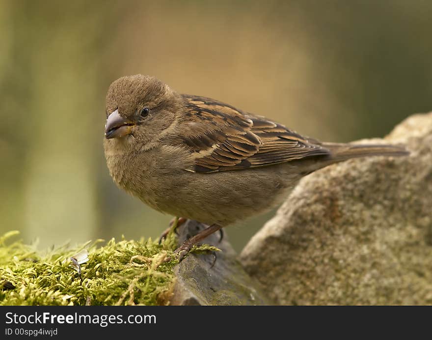 Small bird sitting on stone. Small bird sitting on stone