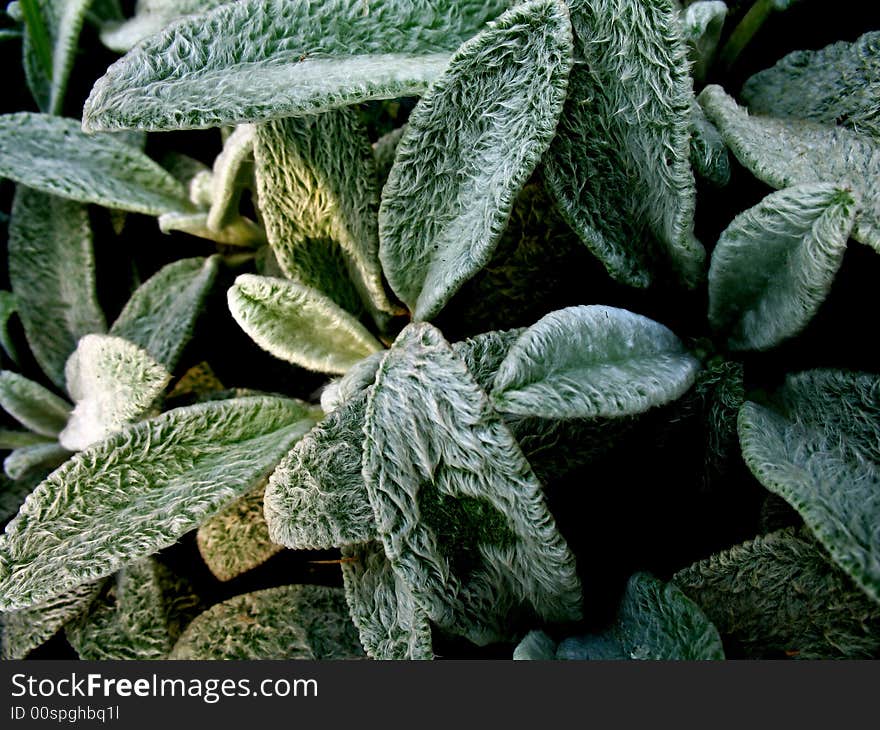 Close up of green leaves with a white furry coat. Exotic leaves.