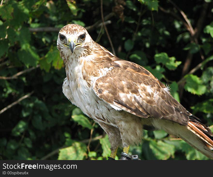 Falcon looking right at the camera while perched. Falcon looking right at the camera while perched