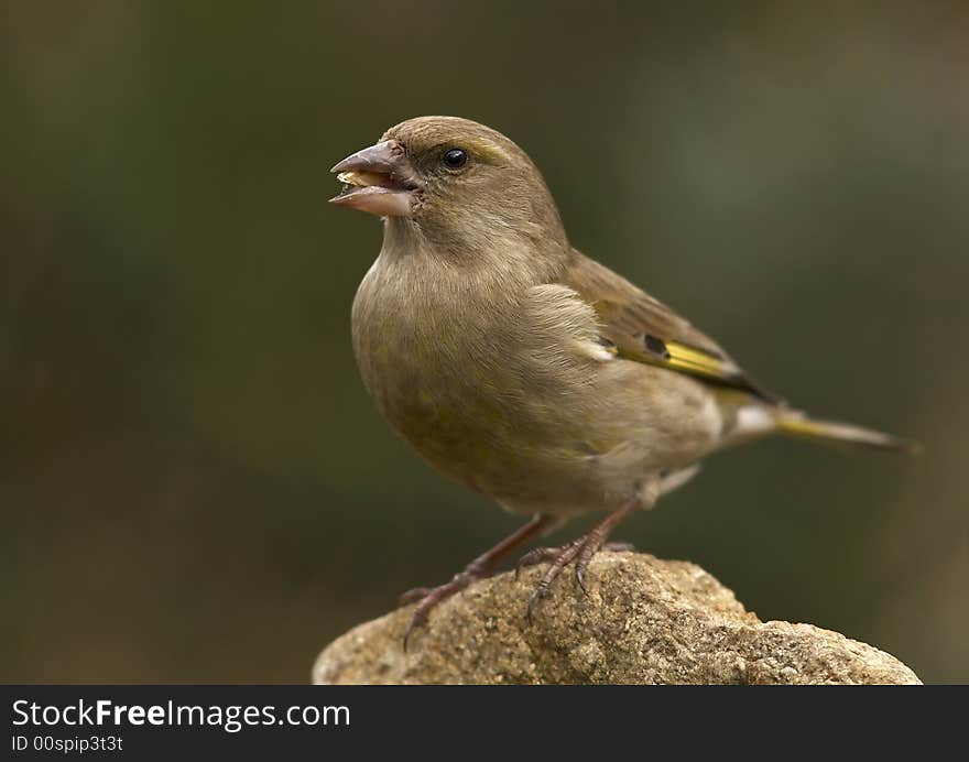 Greenfinch- (Carduelis chloris) female